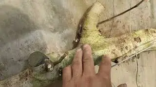 这才是无花果“一字型”修剪的诀窍！记住1个要点，省工省力丰产