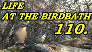 Life at the Bird Bath 🐦 110.