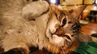 Cat Lures Human into a Grooming Session - Long Haired Kitty