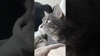 Baby chirp #cats #catvideos #catshorts #catvideo