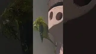 Female Blue Tit at work