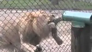 Wildlife Safari Tug Of War With Lions