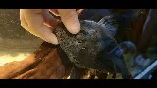pseudacanthicus major,  hand feeding