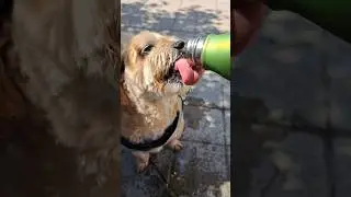 Dog Drinking Water Sounds ASMR #dogasmr #asmrdog #dogwater