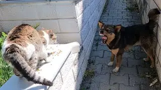 The cat was afraid of the dog, and the dog barked loudly and drove the cat away#maocat