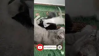 Кошка с котятами (0102) Pretty Little Baby Cats. Приколы с котами! Смешные коты! Самые смешные коты!