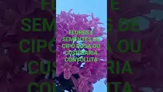 CIP&Oacute; ROSA OU CUSPIDARIA CONVOLUTA