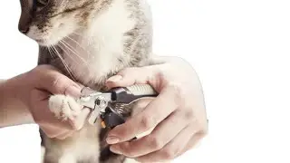 Pet Lovers Point | Smart cat Gadgets INVENTION 2022 | Cat Gadgets You Must Have |Cat TikTok Video