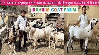 इब्राहिम गोट फार्म नजीबाबाद || अजीम भाई के बकरे ||  UP नजीबाबाद इब्राहीम गोट फार्म वालों के बकरे