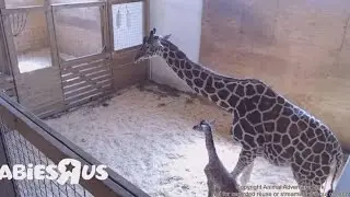 Baby Giraffe | Animal Adventure Park Giraffe Cam - April the giraffe Live Stream Youtube 26/4/2017