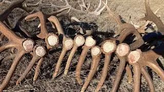 SHED ANTLER HUNT New Mexico 2023 pt 2