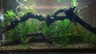 Akuascape sederhana tanpa co2.