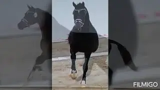 Mohawk H hengst v. Indian Rock x elite Gribaldi