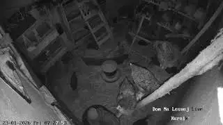 Nocny Live z kurnika -  Dom na Leśnej