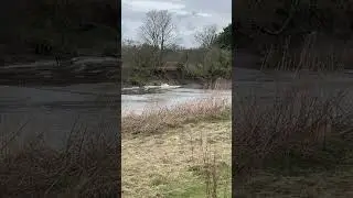 Solway bore roaring up the Nith March 2025