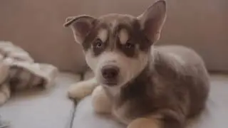 Bringing Home Our Husky Puppy!