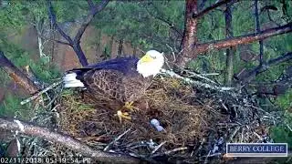 Berry College Eagle Nest Intruder Attack 2-11-18