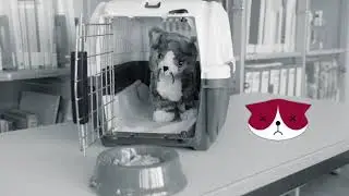 Transporting cats: Find the ideal carrier