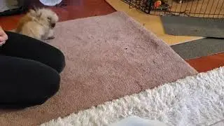 Rabbit Tricks Gizmo The Baby Lionhead  