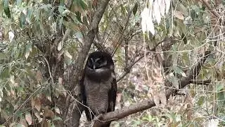 Brown Wood Owl | Sattal | Uttarakhand | May 2024