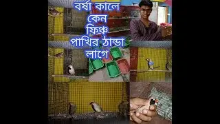 How to care a rainy season for exotics Finch bird