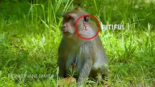 Poor monkey Jane look so fear with big monkey because she got serious injured