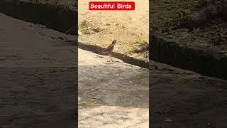 Beautiful Birds #nature