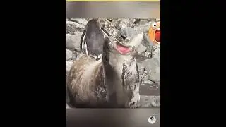 what did you do to the penguin #viral