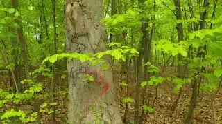 Смотровая вышка Бургбергтурм (Burgbergturm)  в городе Герден