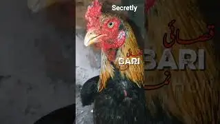 🎵 Song: Rehman Dakait Video#RehmanDakait #CockVideo #AttitudeStatus #YouTubeShorts #ViralVideo