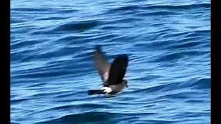 Wilson's Storm Petrel - 2 | Small Seabird | Most Abundant Bird Species | A Circumpolar Distribution