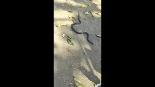 Comon krait rescue ⛑️ / #snakefreind ##sarpmitra #short #ytshorts #indiansnakes