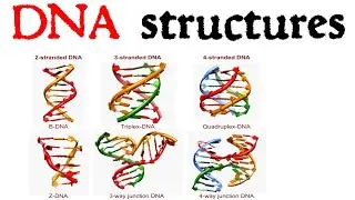 DNA structure | cruciform DNA, quadruplex DNA, triple stranded DNA