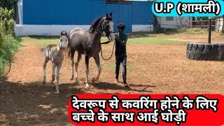 STALLION DEVROOP MATING || DEV STUD FARM