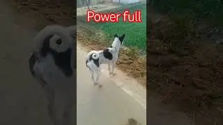 dog comedy short video vairl quality #dancehall #music #reggae #funny