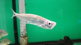 Macrochirichthys macrochirus in shop