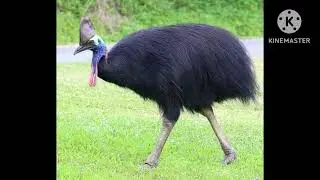 Cassowary sound effects