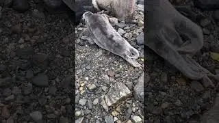 Touching a wild bearded seal (we let it go) #nature #fypシ #seal #wildlife #inuit