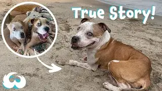 Rescue Dog Gets A Second Chance | Living A Happy Life With A Rare Disease