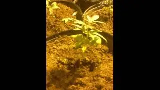 Bc big bud 5 weeks from seed