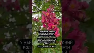 #romoza