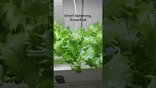 Revolutionize Your Space with the Hydroponic Desktop Kit