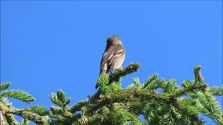 Alder Flycatcher (Empidonax alnorum)