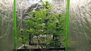 Homegrow Germany // Mac & Crack // Seedstockers// Woche 6// Spinnmilben // Raubmilben