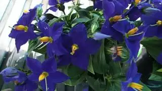 Exacum affine 'Sapphire'