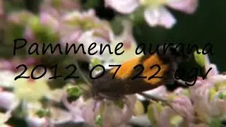 How to pronounce Pammene aurana  2012 07 22 ogv in Icelandic?