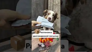 Распаковка долгожданной посылки!📦 #dog #youtube #собаки #собака #ауссихелли #shorts