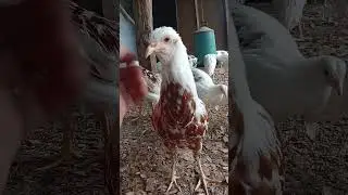 yokohama chicken