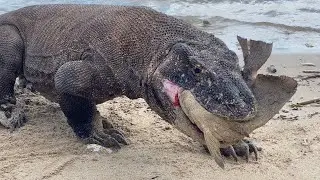 Stupid fish‼️ Surrender to Being Dragged away Eating by Large Komodo 