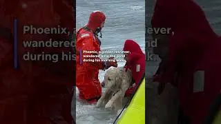 Watch dramatic golden retriever rescue from icy pond